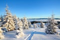 Spruce trees stand in snow swept mountain meadow under a blue winter sky. On the lawn covered with white snow.