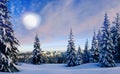 Spruce trees in the winter at full moon Royalty Free Stock Photo