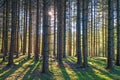 Spruce trunks in backlight in a forest Royalty Free Stock Photo