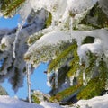 Spruce twig in snow Royalty Free Stock Photo