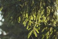 Spruce twig in backlight with bokeh Royalty Free Stock Photo