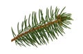 Spruce twigs. Branch of christmas tree isolated on white background without a shadow . Fresh coniferous branches.close-up. Royalty Free Stock Photo