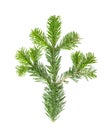 Spruce twigs Branch Christmas tree isolated white background Royalty Free Stock Photo