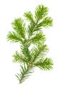 Spruce twigs Branch christmas tree isolated white background Royalty Free Stock Photo