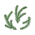 Spruce twigs. Three pine branches. Vector isolated