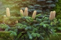 Spruce undersized with cones. Background of spruce with cones