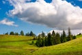 Spruce woodlot on a grassy hillside Royalty Free Stock Photo