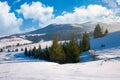 Spruce woodlot on a snowy slope Royalty Free Stock Photo