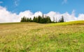 Spruce woodlot on top of a hill Royalty Free Stock Photo