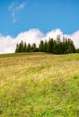 Spruce woodlot on top of a hill Royalty Free Stock Photo