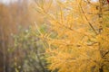 Spruce yellow in the autumn forest. Christmas tree turned yellow. Evergreen tree fell ill, became infected with parasites