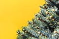 Spruce on a yellow background
