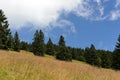 Spruces on hillside on cloudy sky background on bright summer day