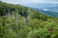 Dead spruce trees in the mixture forest under Temes rock, Slovakia Royalty Free Stock Photo
