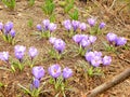 Sprung spring violets on the edge of a forest Royalty Free Stock Photo