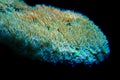 Short polyps stony corals aka SPS coral Royalty Free Stock Photo