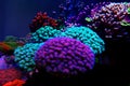 Short polyps stony corals aka SPS coral Royalty Free Stock Photo