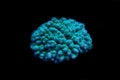 Short polyps stony corals aka SPS coral Royalty Free Stock Photo