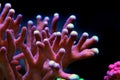 Pink stylophora sps coral in aquarium