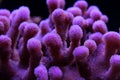 Pink stylophora sps coral in aquarium