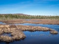 Spuce Bog Boardwalk Royalty Free Stock Photo