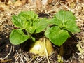 Spud Baby Royalty Free Stock Photo