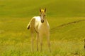 Spunky colt on a summer day Royalty Free Stock Photo