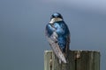 Spunky Tree Swallow Making Direct Eye Contact While Perched atop a Weathered Wooden Post Royalty Free Stock Photo