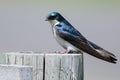 Spunky Tree Swallow Perched atop a Weathered Wooden Post Royalty Free Stock Photo