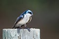 Spunky Little Tree Swallow Singing While Perched atop a Weathered Wooden Post Royalty Free Stock Photo