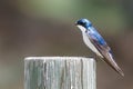 Spunky Little Tree Swallow Singing While Perched atop a Weathered Wooden Post Royalty Free Stock Photo