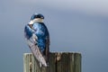 Spunky Tree Swallow Perched atop a Weathered Wooden Post Royalty Free Stock Photo