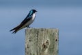 Spunky Little Tree Swallow Perched on top of a Wooden Post Royalty Free Stock Photo