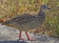 Spur Fowl - Skukuza - KNP Royalty Free Stock Photo