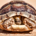 Spur-thighed Tortoise Royalty Free Stock Photo