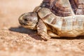 Spur-thighed Tortoise Royalty Free Stock Photo