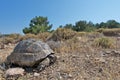 Spur-thighed tortoise