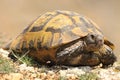 Spur-thighed tortoise closeup Royalty Free Stock Photo