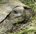 Spur-Thighed tortoise or Greek tortoise close-up (Testudo graeca ibera) Royalty Free Stock Photo