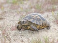 Spur-Thighed tortoise or Greek tortoise (Testudo graeca ibera) Royalty Free Stock Photo
