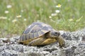 The spur-thighed tortoise or Greek tortoise Testudo graeca in natural habitat Royalty Free Stock Photo