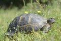 The spur-thighed tortoise or Greek tortoise Testudo graeca in natural habitat, National Park Macin Mountains, Dobrogea. Royalty Free Stock Photo