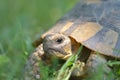 The spur-thighed tortoise or Greek tortoise Testudo graeca in natural habitat