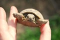 Spur-thighed tortoise