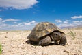 Spur-thighed tortoise (Testudo graeca) Royalty Free Stock Photo