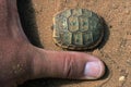 Spur-thighed Tortoise Testudo graeca Royalty Free Stock Photo