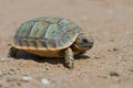 Spur-thighed Tortoise Testudo graeca Royalty Free Stock Photo