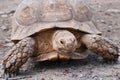 Spur-Thighed Tortoise Royalty Free Stock Photo