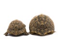 Spur thighed turtle Testudo graeca and Hermann`s tortoise Testudo hermanni, back to back Royalty Free Stock Photo