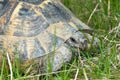 Spur-thighed turtle / Testudo graeca iber Royalty Free Stock Photo